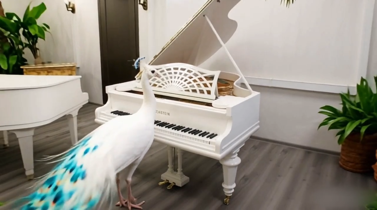 Белый рояль или «слоновая кость»?